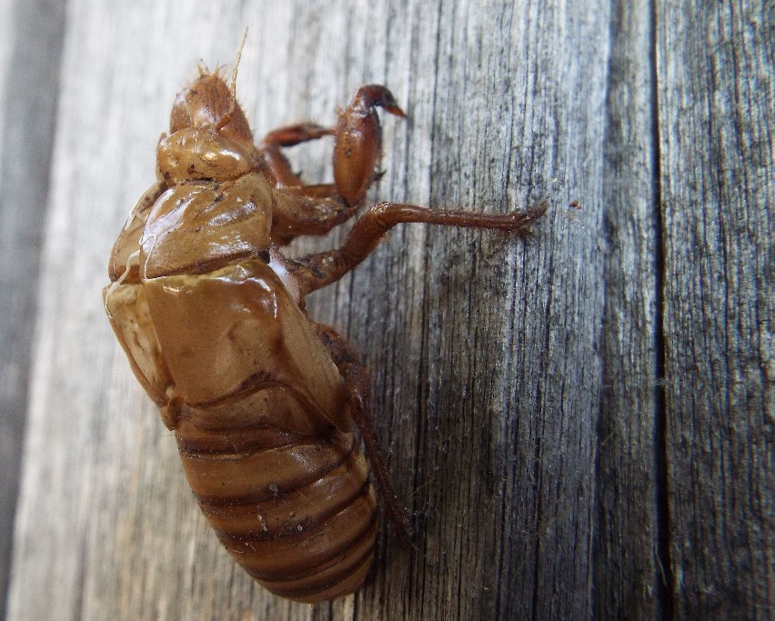 Cicadidae (?) australiane